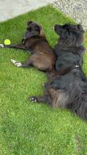 NUKA, Hund, Mischlingshund in Rumänien - Bild 7