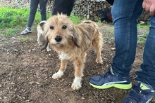 CAMILLANONNA, Hund, Segugio-Mischling in Italien - Bild 1