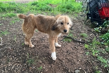 CAMILLANONNA, Hund, Segugio-Mischling in Italien - Bild 2