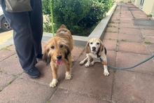 CAMILLANONNA, Hund, Segugio-Mischling in Italien - Bild 3