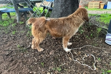 CAMILLANONNA, Hund, Segugio-Mischling in Italien - Bild 5