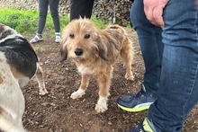 CAMILLANONNA, Hund, Segugio-Mischling in Italien - Bild 6
