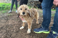 CAMILLANONNA, Hund, Segugio-Mischling in Italien - Bild 7