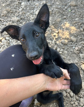 SABA, Hund, Mischlingshund in Spanien - Bild 1