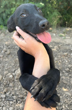 SABA, Hund, Mischlingshund in Spanien - Bild 2