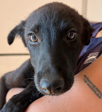 ZAREH, Hund, Mischlingshund in Spanien - Bild 1