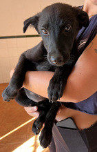ZAREH, Hund, Mischlingshund in Spanien - Bild 2