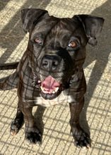 LEVIS, Hund, Boxer in Spanien - Bild 1