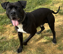 LEVIS, Hund, Boxer in Spanien - Bild 2