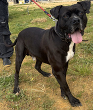 LEVIS, Hund, Boxer in Spanien - Bild 3