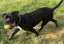 LEVIS, Hund, Boxer in Spanien - Bild 5