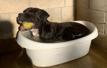 LEVIS, Hund, Boxer in Spanien - Bild 6
