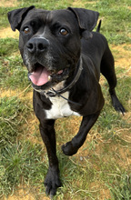 LEVIS, Hund, Boxer in Spanien - Bild 7