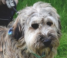 CAPPUCCINO, Hund, Mischlingshund in Slowakische Republik - Bild 1