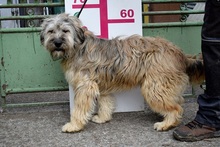 CAPPUCCINO, Hund, Mischlingshund in Slowakische Republik - Bild 3