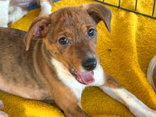 CUORICINO, Hund, Mischlingshund in Italien - Bild 1