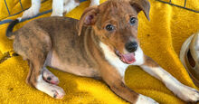 CUORICINO, Hund, Mischlingshund in Italien - Bild 2