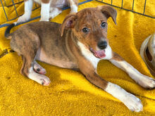 CUORICINO, Hund, Mischlingshund in Italien - Bild 3