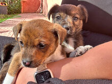 CUORICINO, Hund, Mischlingshund in Italien - Bild 4