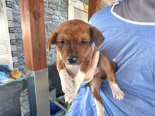 CUORICINO, Hund, Mischlingshund in Italien - Bild 5