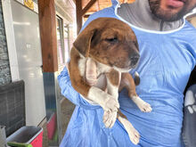 CUORICINO, Hund, Mischlingshund in Italien - Bild 6