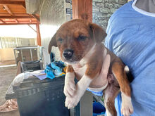 CUORICINO, Hund, Mischlingshund in Italien - Bild 7