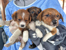 CUORICINO, Hund, Mischlingshund in Italien - Bild 8