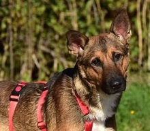AJAX, Hund, Mischlingshund in Slowakische Republik - Bild 1