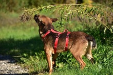 AJAX, Hund, Mischlingshund in Slowakische Republik - Bild 10