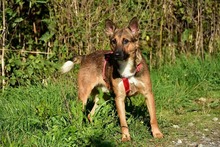 AJAX, Hund, Mischlingshund in Slowakische Republik - Bild 11