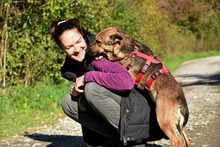 AJAX, Hund, Mischlingshund in Slowakische Republik - Bild 12