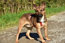 AJAX, Hund, Mischlingshund in Slowakische Republik - Bild 13