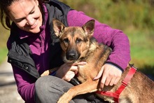 AJAX, Hund, Mischlingshund in Slowakische Republik - Bild 14