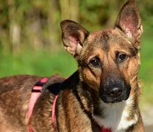 AJAX, Hund, Mischlingshund in Slowakische Republik - Bild 15