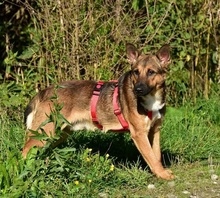 AJAX, Hund, Mischlingshund in Slowakische Republik - Bild 16