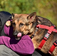 AJAX, Hund, Mischlingshund in Slowakische Republik - Bild 2