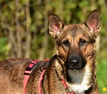 AJAX, Hund, Mischlingshund in Slowakische Republik - Bild 3