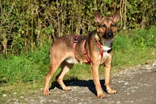 AJAX, Hund, Mischlingshund in Slowakische Republik - Bild 4