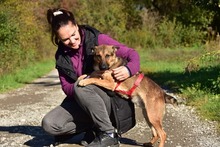 AJAX, Hund, Mischlingshund in Slowakische Republik - Bild 5