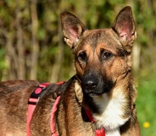 AJAX, Hund, Mischlingshund in Slowakische Republik - Bild 7