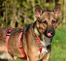 AJAX, Hund, Mischlingshund in Slowakische Republik - Bild 8