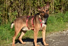 AJAX, Hund, Mischlingshund in Slowakische Republik - Bild 9
