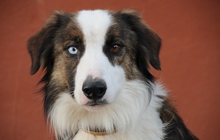 CHICO, Hund, Border Collie in Essingen - Bild 2