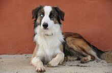 CHICO, Hund, Border Collie in Essingen - Bild 3