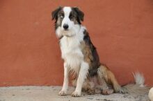 CHICO, Hund, Border Collie in Essingen - Bild 4