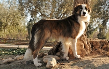 CHICO, Hund, Border Collie in Essingen - Bild 5