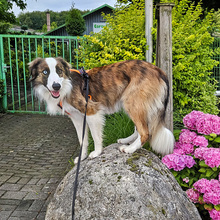 CHICO, Hund, Border Collie in Essingen - Bild 6