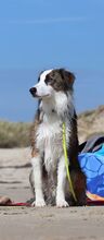 CHICO, Hund, Border Collie in Essingen - Bild 7
