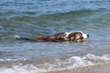 CHICO, Hund, Border Collie in Essingen - Bild 8