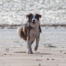 CHICO, Hund, Border Collie in Essingen - Bild 9
